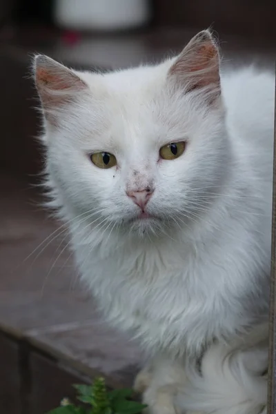 Vit Katt Ett Träbord — Stockfoto