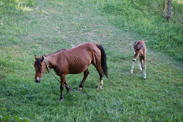 Cavalo Dos Cárpatos Montanhas Dos Cárpatos Transcarpatias — Fotografia de Stock