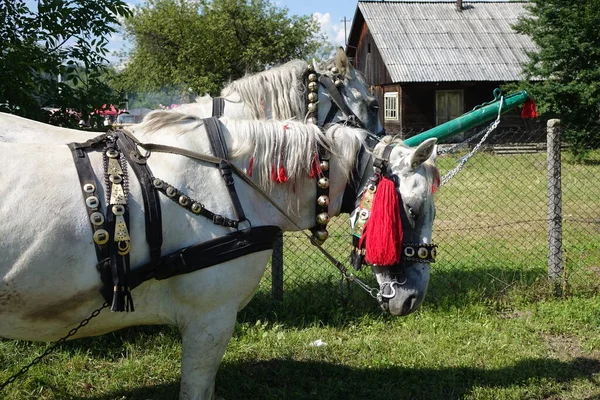 Karpaternas Häst Karpaternas Berg Transkarpati — Stockfoto