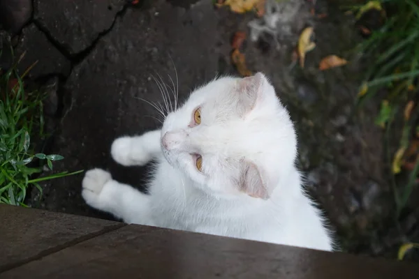 Chat Blanc Dans Jardin — Photo