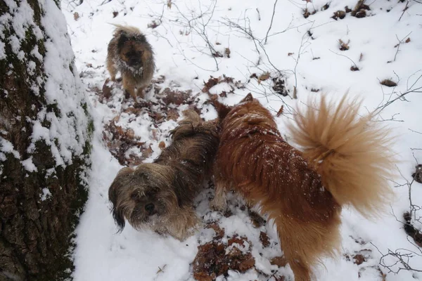 Собака Зимнем Лесу — стоковое фото