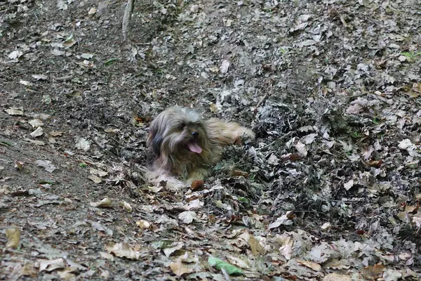 Hund Ras Spaniel Parken — Stockfoto