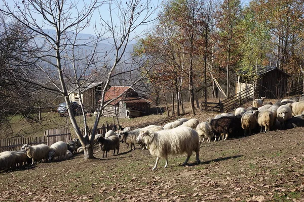 Овцы Поле — стоковое фото