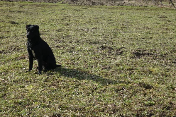 Dogs Green Grass Outdoors — Stock Photo, Image