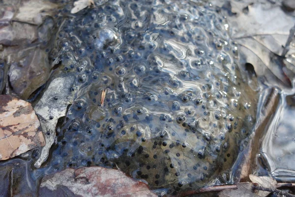 Eggs Frog Swamp Spring — Stock Photo, Image