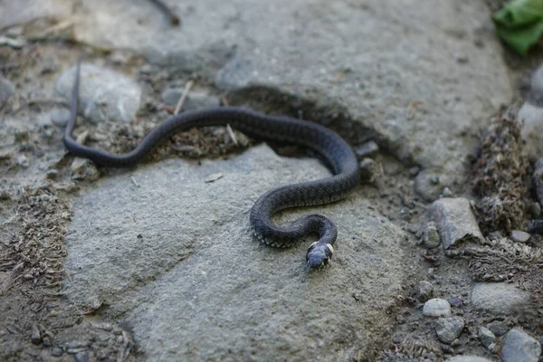 Serpente Natureza — Fotografia de Stock