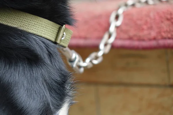 Dog Chain — Stock Photo, Image