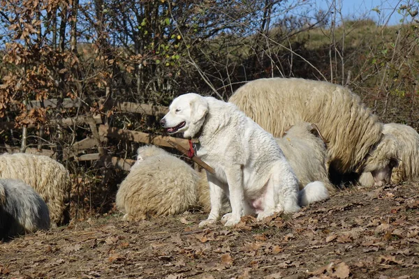 Deux Moutons Blancs Dans Neige — Photo