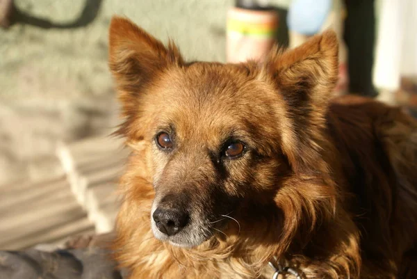 Chien Roux Vue Rapprochée — Photo