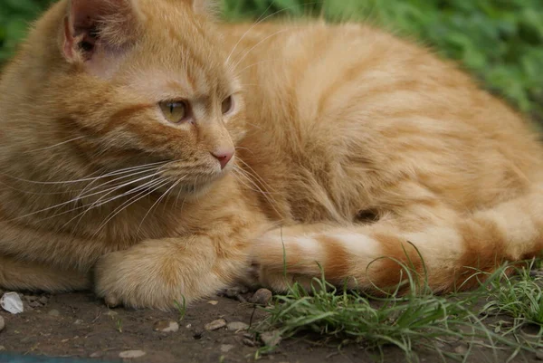 Nahaufnahme Der Niedlichen Rothaarigen Katze — Stockfoto