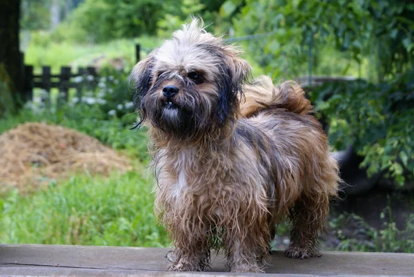 Nahaufnahme Von Niedlichen Freundlichen Hund — Stockfoto