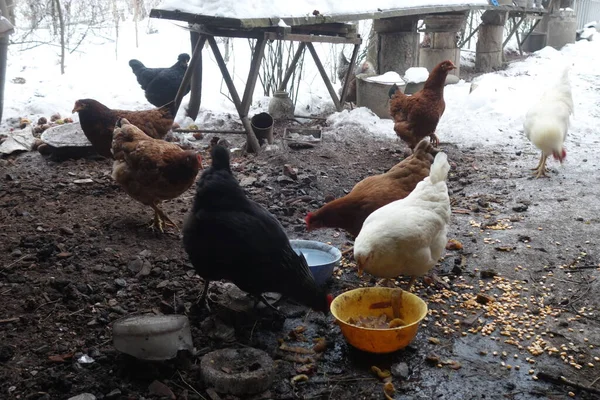 Tavuk Çiftliği Dağ Köyü Tavuk Çiftliği Ahırı Bir Sürü Tavuk — Stok fotoğraf