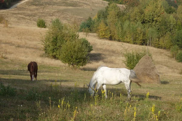 Hutsul Kůň Známý Jako Gutsulik Nebo Gutsul Skalní Domácí Koně — Stock fotografie