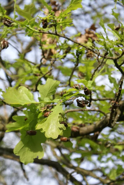 May beetles eat the leaves of the oak tree