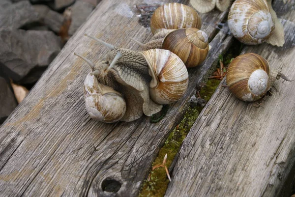 Colônia Caracóis — Fotografia de Stock