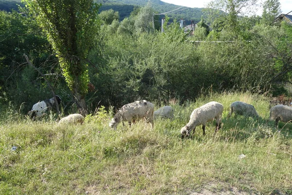 Les Moutons Paissent Herbe Transcarpathie — Photo