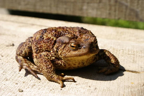 Crapaud Assis Sur Une Bûche — Photo