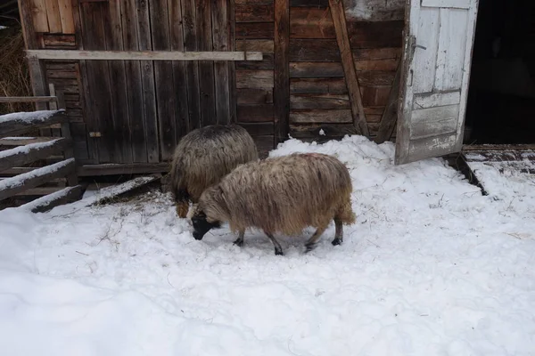 Овцы Зимой Возле Амбара Закарпатье — стоковое фото