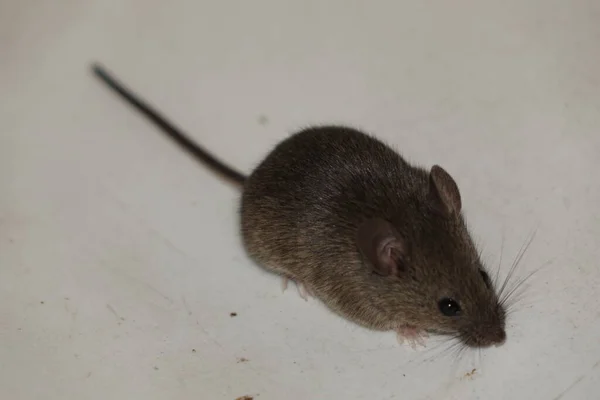 Rato Doméstico Comum Mus Musculus — Fotografia de Stock