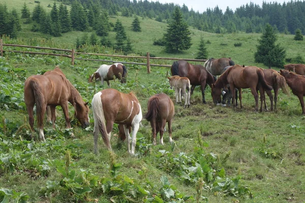Vrcholky Karpat Ukrajina Pasoucí Divoké Koně Sezóny Jaře Zotavení Alpských — Stock fotografie