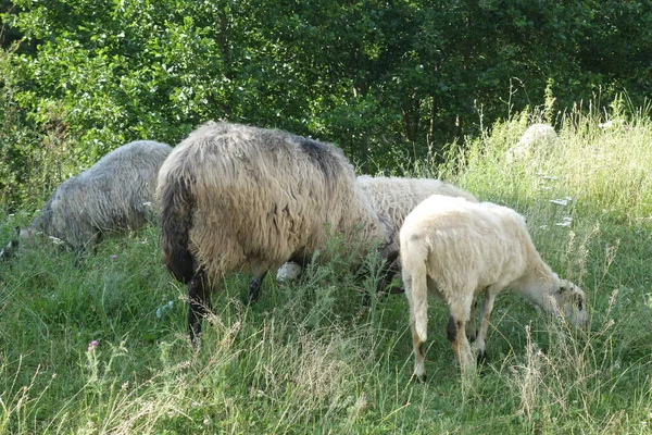 Овцы Пасут Траву Закарпатье — стоковое фото