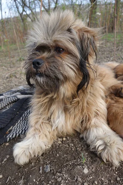 Küçük Köpekler Yakın Görüş — Stok fotoğraf