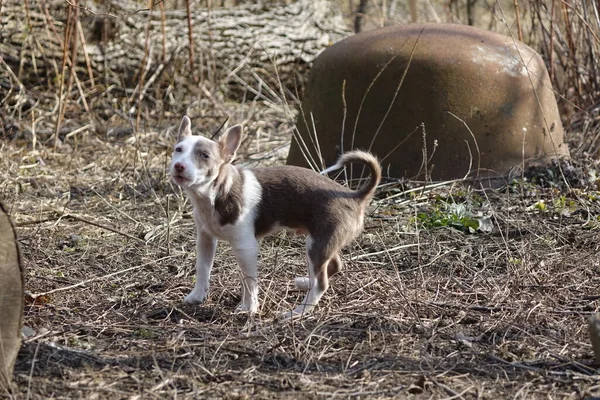 Ένα Μικρό Κουτάβι Της Φυλής Ενός Σκύλου — Φωτογραφία Αρχείου