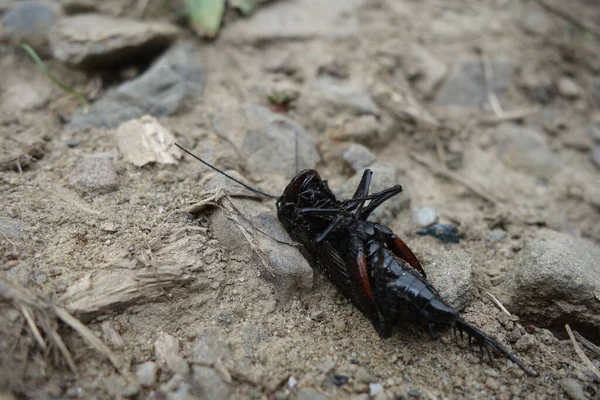 Dead Crickets Close View — Stock Photo, Image