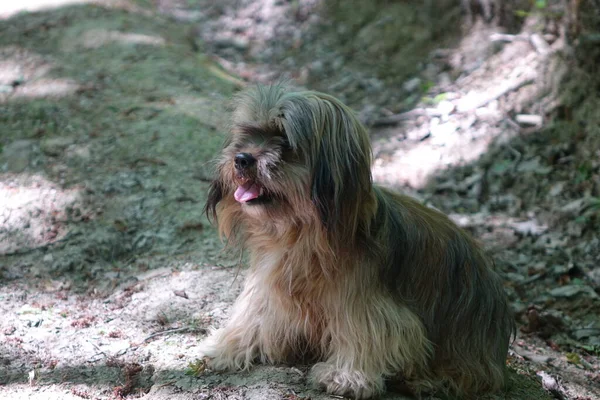 Ein Kleiner Hund Garten — Stockfoto