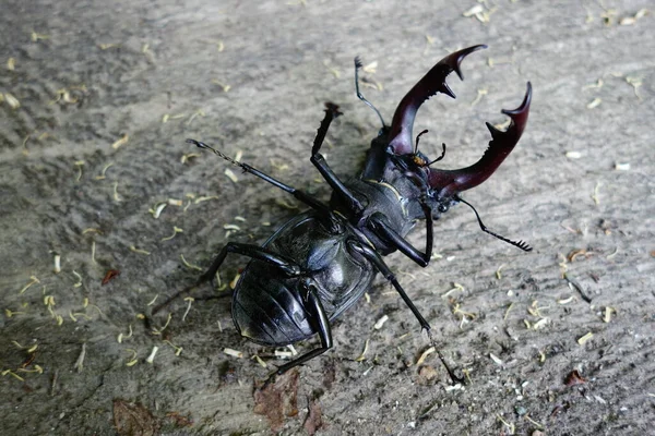 Escarabajo Europeo Transcarpatia Vista Cerca — Foto de Stock