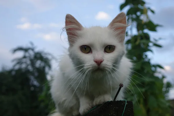 かわいい猫の屋外の近景 — ストック写真