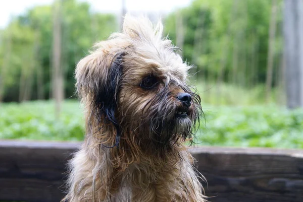 Vue Rapprochée Chien Mignon Sympathique — Photo