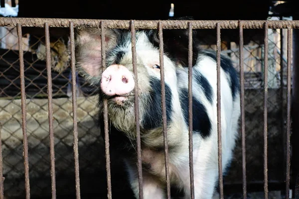 Schweine Eisernen Käfig — Stockfoto