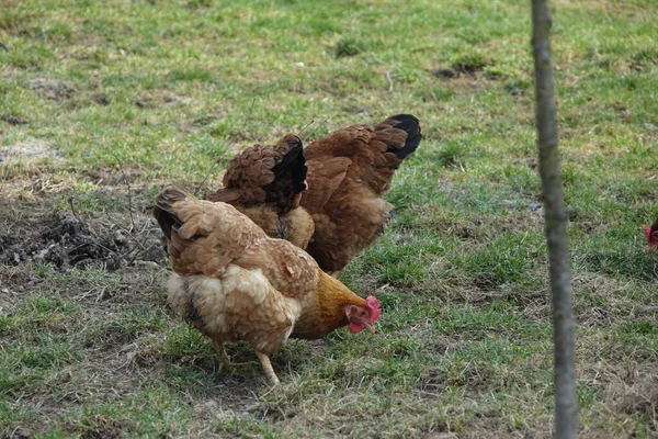 Κοτόπουλο Και Κοτόπουλα Τρώνε Στο Αγρόκτημα — Φωτογραφία Αρχείου