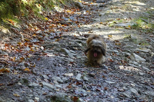 Perro Parque — Foto de Stock