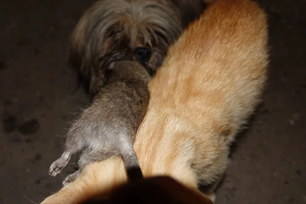 Hund Fångade Råtta — Stockfoto