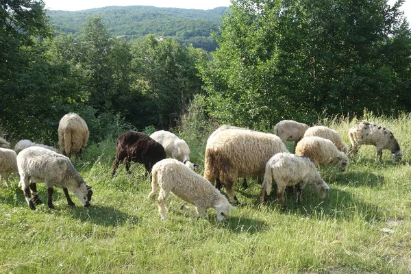 Schafe Weiden Das Gras Transkarpatien — Stockfoto