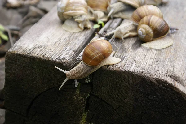 Colônia Caracóis — Fotografia de Stock