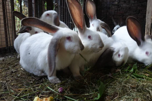 Домашние Кролики Крупный План — стоковое фото
