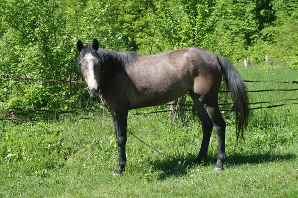 Cavallo Nel Prato — Foto Stock