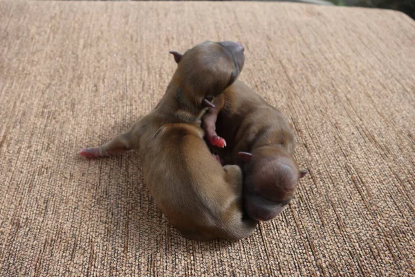 Small Dogs Close View — Stock Photo, Image