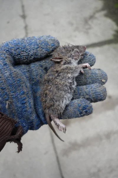 Een Dode Rat Een Hand — Stockfoto