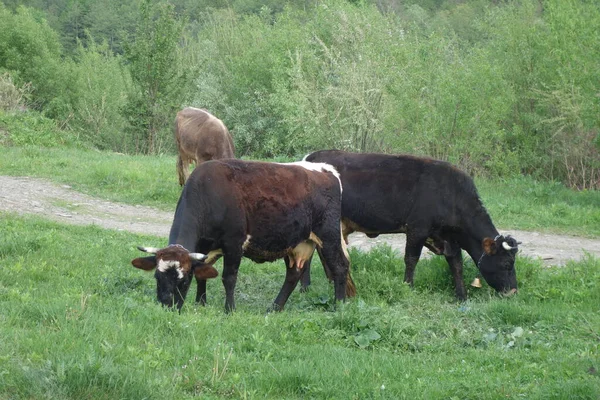Корови Прикрашають Траву Закарпатті — стокове фото