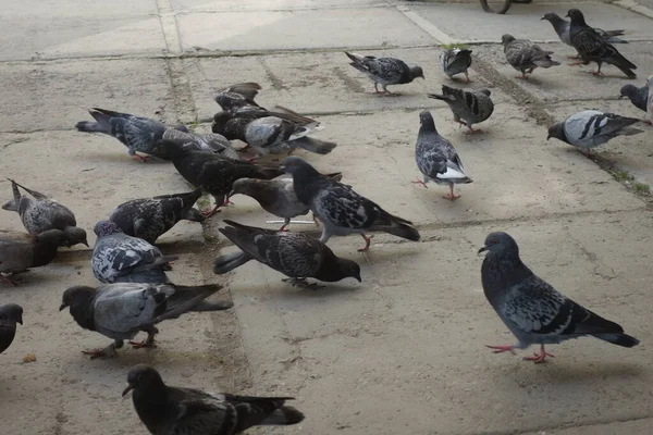 Palomas Suelo — Foto de Stock