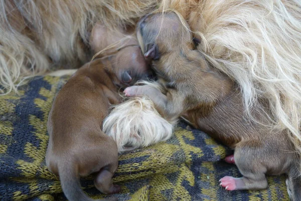 Kleine Hunde Nahsicht — Stockfoto