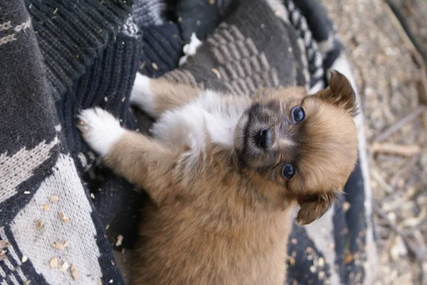 Perros Pequeños Vista Cerca — Foto de Stock