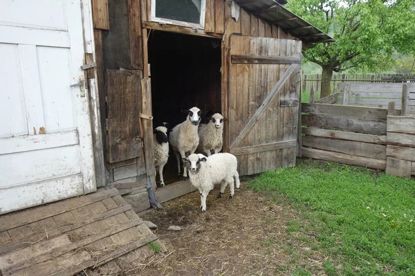 Schafe Auf Dem Hof — Stockfoto
