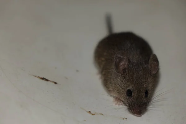 Ev faresi (Mus musculus))