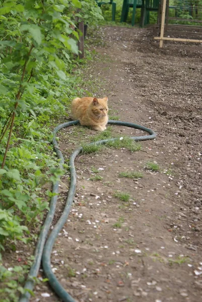 Nahaufnahme Der Niedlichen Rothaarigen Katze — Stockfoto