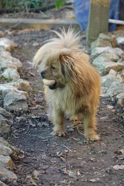 Bir Köpeğin Portresi — Stok fotoğraf